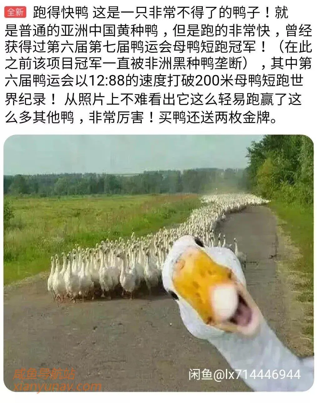 闲鱼上卖的东西，真的只有你想不到，或许可以激发你的脑洞！