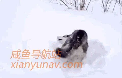 闲鱼奇葩商品:发几条文字和表情,一天就能赚上百块