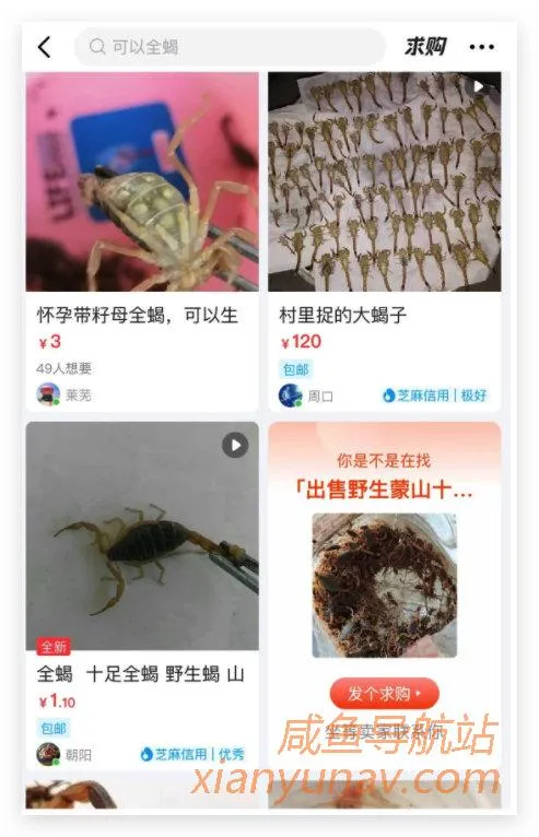 闲鱼百日专项行动开展10天，却依旧有人售卖野生动物，谋求暴利