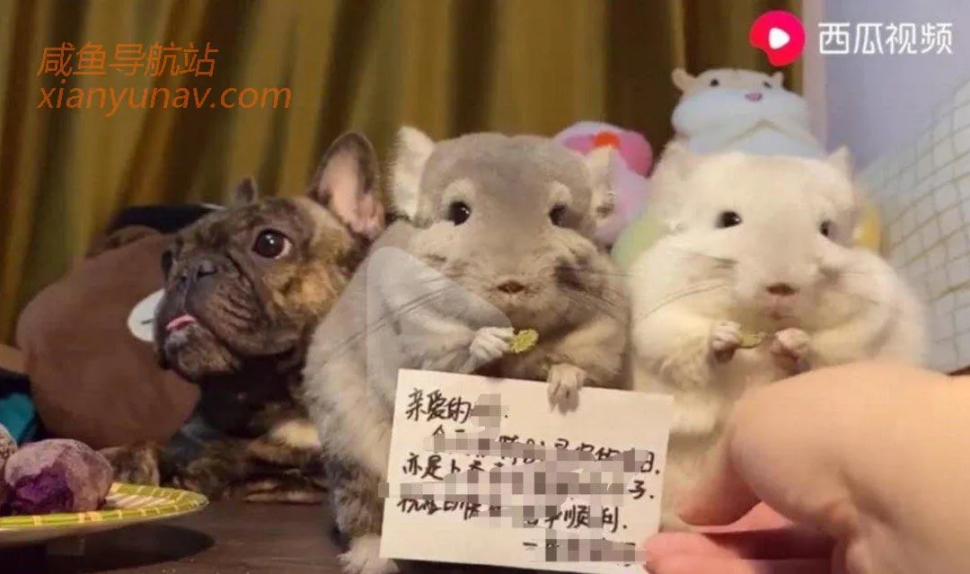 4个互联网“闷声发财”的项目，0门槛，适合单人，有手即可操作