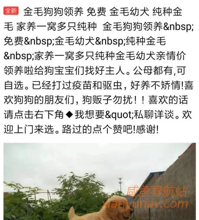 闲鱼买宠物骗局,一分钱买宠物?哪有这么好的事!